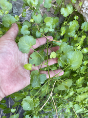 Pleurocoronis laphamioides