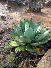 Agave maximiliana