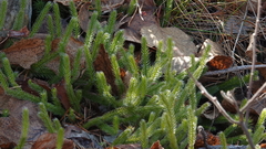 Lycopodium lagopus