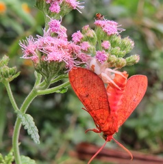 Phaegopterina