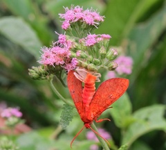 Phaegopterina