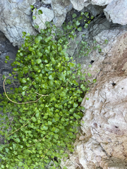 Pleurocoronis laphamioides