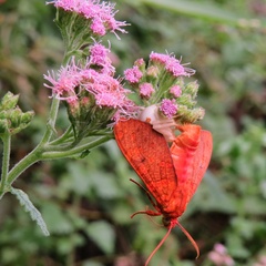 Phaegopterina