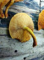 Gymnopilus liquiritiae