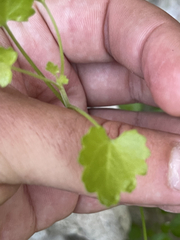 Pleurocoronis laphamioides