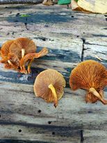 Gymnopilus liquiritiae