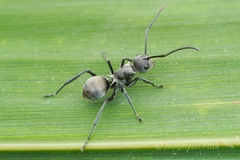 Polyrhachis saevissima