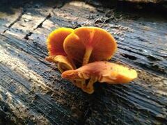 Gymnopilus liquiritiae