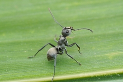 Polyrhachis saevissima