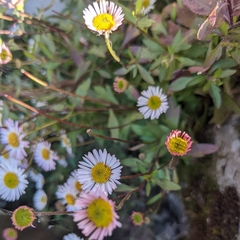 Erigeron karvinskianus