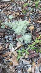 Cladonia evansii