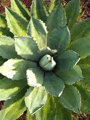 Agave maximiliana