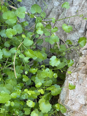 Pleurocoronis laphamioides