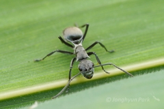 Polyrhachis saevissima