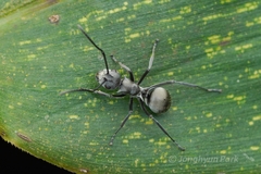 Polyrhachis saevissima