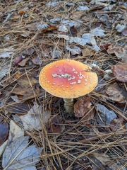 Amanita persicina