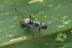 Polyrhachis saevissima