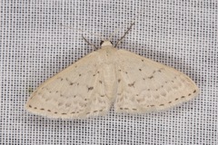Idaea philocosma