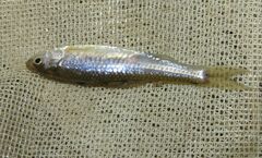 Notropis stramineus