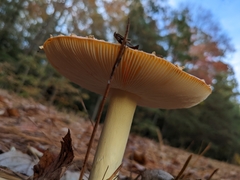 Amanita persicina