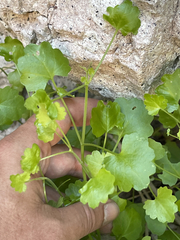 Pleurocoronis laphamioides