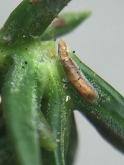 Lepidosaphes pallida