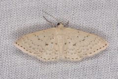 Idaea philocosma