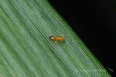 Crematogaster quadriruga