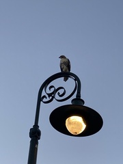 Buteo jamaicensis