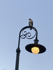 Buteo jamaicensis