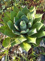 Agave maximiliana