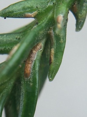 Lepidosaphes pallida