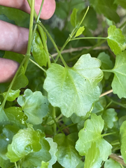 Pleurocoronis laphamioides