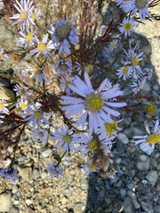 Aster kantoensis