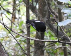 Petroica macrocephala macrocephala