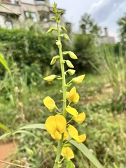 Crotalaria