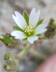Cerastium