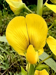 Crotalaria