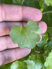 Pleurocoronis laphamioides