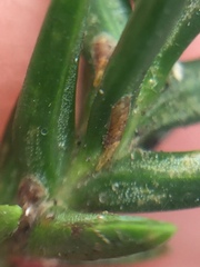 Lepidosaphes pallida