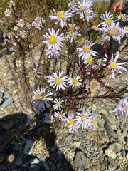 Aster kantoensis