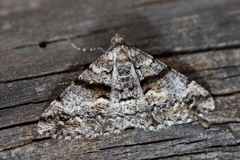 Gastrinodes argoplaca