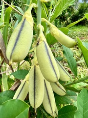 Crotalaria