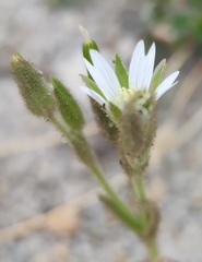 Cerastium