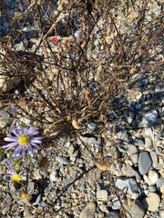 Aster kantoensis