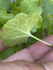 Pleurocoronis laphamioides