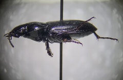 Bothriopterus