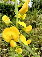 Crotalaria