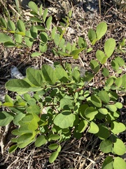 Robinia pseudoacacia