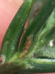 Lepidosaphes pallida